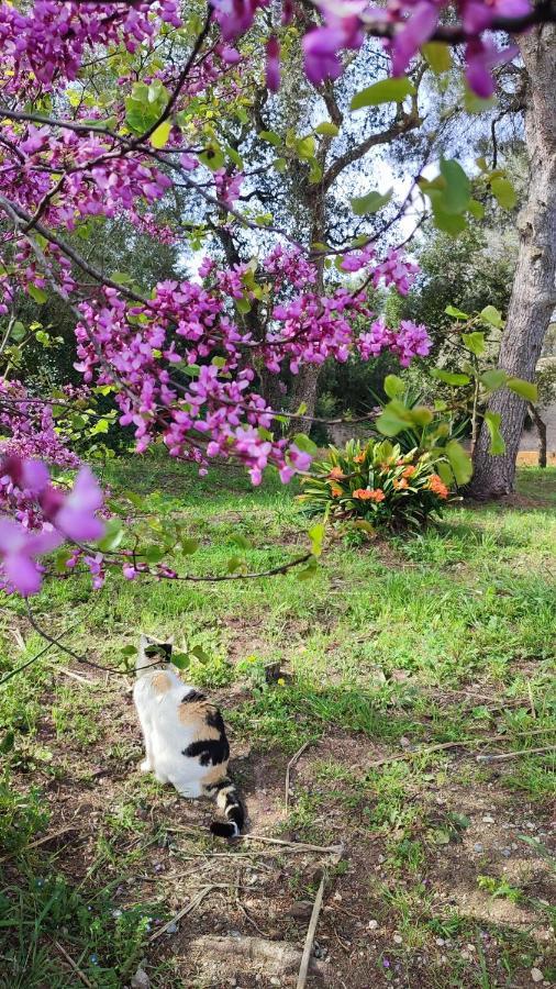 Can Costals Naturaleza Pals Dış mekan fotoğraf